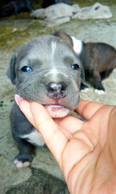 Cuccioli American Pitbull Terrier