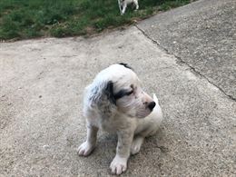 Foto 2 Cuccioli di setter inglese, genitori visibili