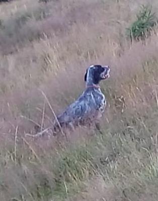 Setter inglese pronto