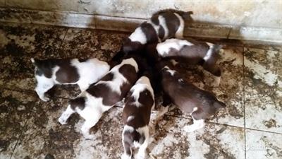 SPRINGER SPANIEL