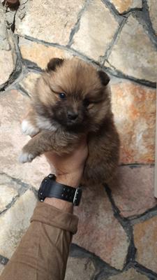 Cucciolo spitz nano pomerania