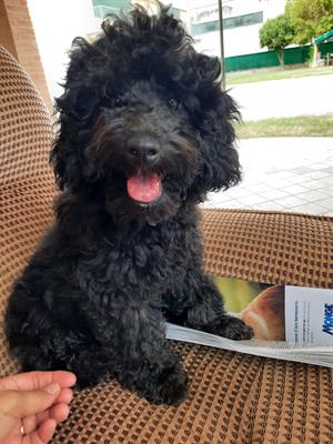 Barboncino nano cucciolo, colore nero, genitori visibili - Anteprima 1