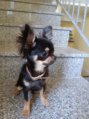 Chihuahua femmina per accoppiamento