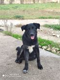 Adozione cucciola LUCY
