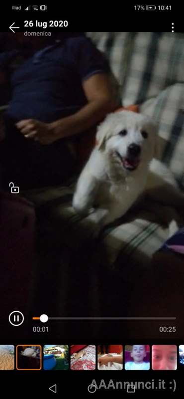 Pastore Razza Maremmano Abruzzese - Cani a Palermo