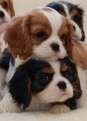 Disponibili cuccioli cavalier king