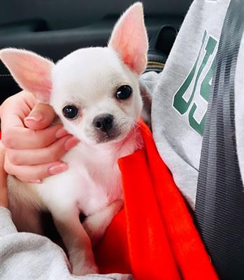Bellissimo cuccioli di chihuahua