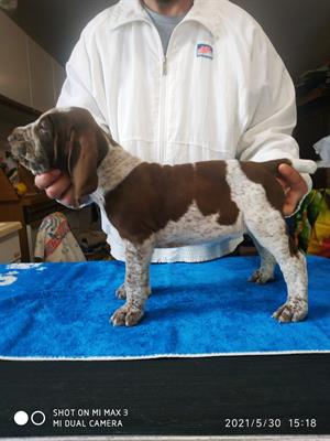 Bracco italiano cuccioli