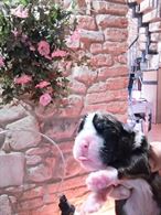 Foto 5 Cuccioli di Boxer Maschi Fulvi, pronta consegna