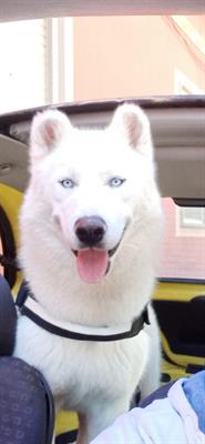Husky bianco e occhi azzurri
