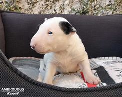 Bull Terrier Inglese Standard Cuccioli