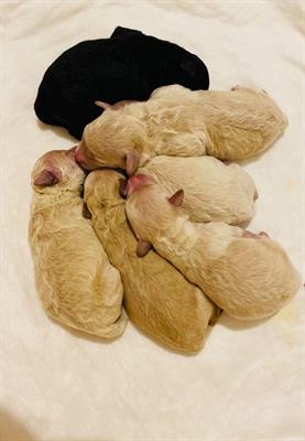 Cuccioli barboncino