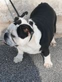 Foto 4 Bulldog Inglese maschio