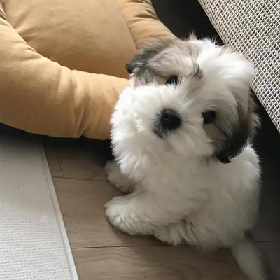 Cuccioli di Shitzu