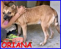 Oriana tenera cagnolina si