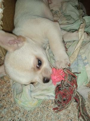 Chihuahua cucciolo maschio con pedigree ENCI