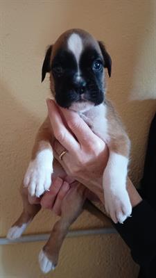 Cuccioli di ragazza boxer