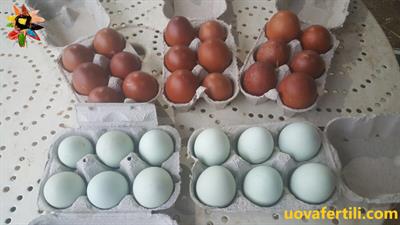 Uova feconde Araucana e Marans
