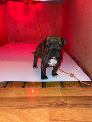 Pitbull - 2 maschi e 1 femmina - Foto 4