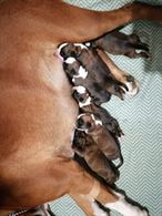 Foto 3 Cuccioli di Boxer Maschi Fulvi, pronta consegna