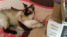Foto 4 Gatti siamesi thai cuccioli