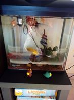 Acquario con 4 pesci