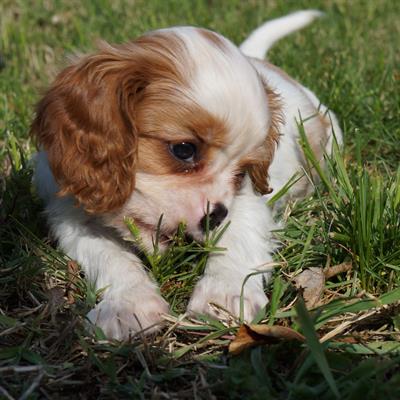 Cuccioli Cavalier King allevamento