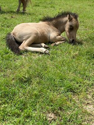 Pony falabella e miniature horses - Foto 4