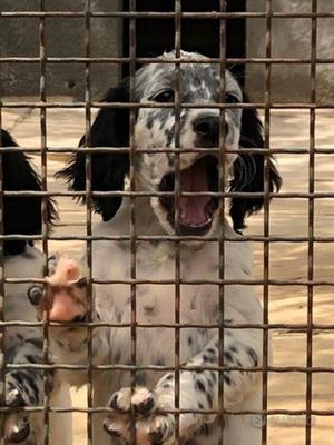 Cuccioli di Razza Setter Inglese - Foto 2