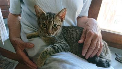 Regalo gattino