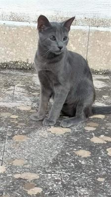 ADARA certosina dolcissima Razza Europeo - Foto 2