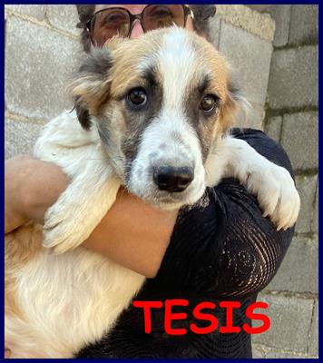 TESIS cucciola 5 mesi