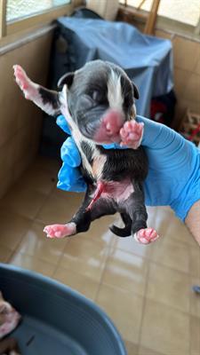 Cuccioli Razza Pitbull con Pedigree, genitori visibili - Foto 2