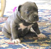 American Bully