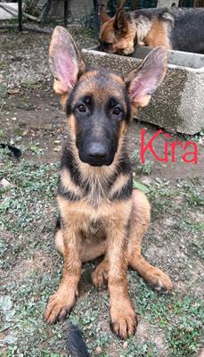 Cuccioli pastore tedesco - Foto 6