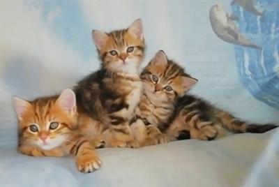 Scottish straght tabby