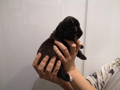 Boxer cuccioli con pedigree