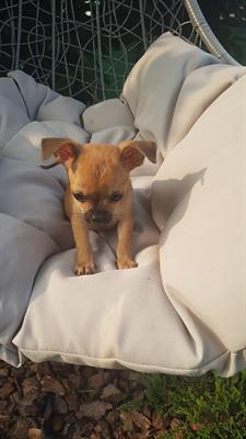 Chihuahua mini toy