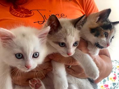 Si regalano cuccioli di gatto