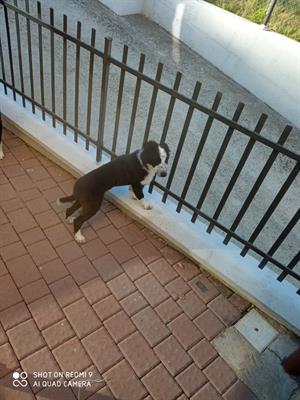 Border Collie - Anteprima 4