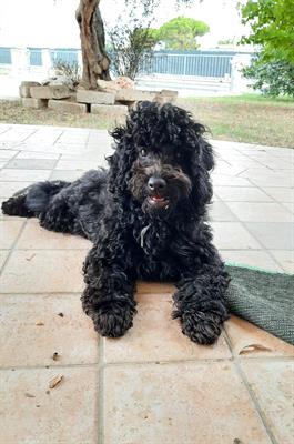 Barboncino nano cucciolo, colore nero, genitori visibili - Foto 3