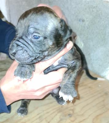 Cuccioli di Razza pitbull UKC - Foto 6
