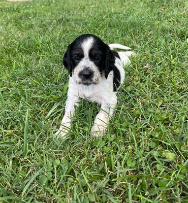 Cuccioli Setter Inglese