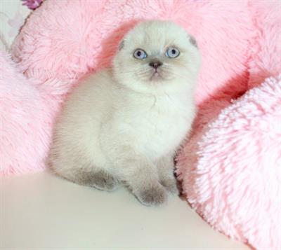 Gattini Scottish fold/straight con pedigree ENFI