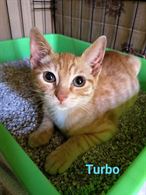Foto 2 Cuccioli di gatto in regalo Razza Europeo