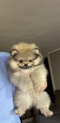 Spitz Pomerania