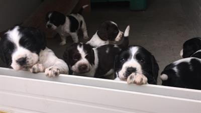 CUCCIOLI DI SPRINGER - Foto 3