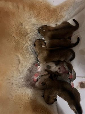 Cuccioli Razza Akita Inu - Foto 2