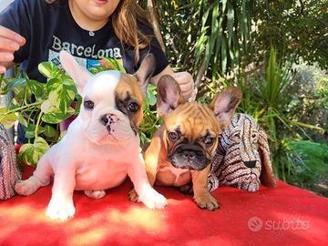 Cuccioli di Bouledogue francese - Foto 4