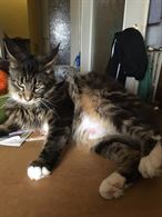 Foto 6 Cuccioli MaineCoon